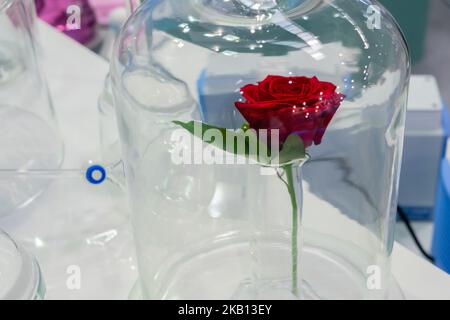 Beautiful stabilized rose in a glass dome Stock Photo