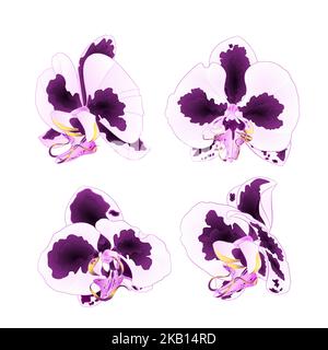 Orchids Phalaenopsis with spots purple and white  closeup beautiful flower  isolated set second on a white background vintage  vector illustration edi Stock Vector