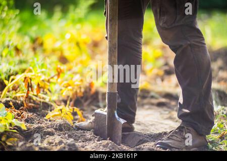 The farmer stands with a shovel in the garden. Preparing the soil for planting vegetables. Gardening concept. Agricultural work on the plantation Stock Photo