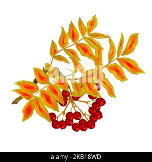 Autumn branch of rowan leaves and berries summer theme isolated on white vintage vector illustration editable hand draw Stock Vector