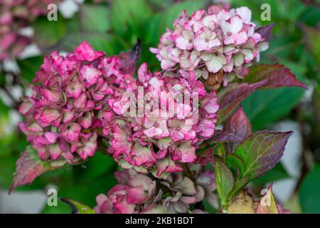 pink hydrangea macrophylla Endless summer in autumn Stock Photo