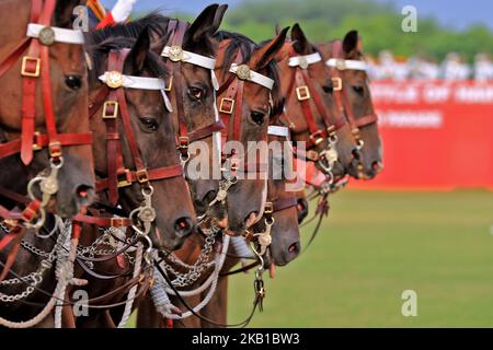 Indian army soldiers march in mounted parade with their horses during the centenary celebration of Battle of Haifa 1918-2018 , at 61 Cavalry Ground in Jaipur,Rajasthan,India, Sept 22, 2018.Haifa Day is celebrated every year to celebrate the liberation of Haifa by mounted Cavalry charge by the Indian soldiers led by Major Dalpat Singh on 23rd Sept,1918 from the occupation of Turks.(Photo by Vishal Bhatnagar/NurPhoto) Stock Photo