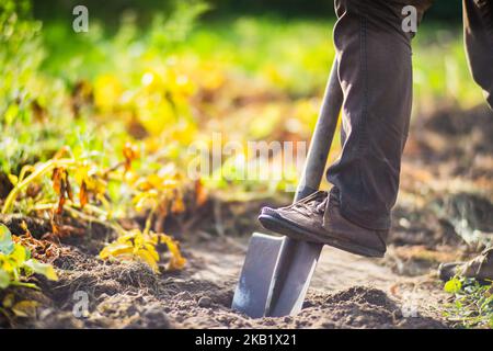 The farmer stands with a shovel in the garden. Preparing the soil for planting vegetables. Gardening concept. Agricultural work on the plantation Stock Photo