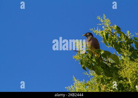 Common myna bird feeding on found food along a roadside, capturing ...
