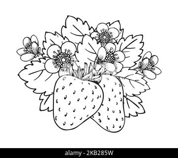 Strawberry blooming bush closeup sketch. Two whole ripe berries with blossom flowers and leaves hand drawn coloring book black and white page. Outline clip art for print greeting card poster patches Stock Vector