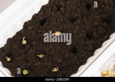 A man plants pea sprouts in holes in the ground, soil. Preparation of seedlings in the balcony box. Growing microgreens, sweet peas at home in an apartment. Stock Photo