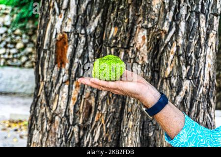 A woman holding the seed ball of the Osage Orange Tree. Pictured against the distinctive bark of the Osage Orange Tree. Stock Photo