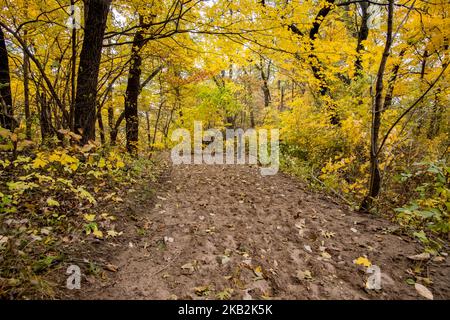 View of the Indiana Sand Dunes State Park in Chesterton, IN, United States on October 29, 2018. (Photo by Patrick Gorski/NurPhoto) Stock Photo