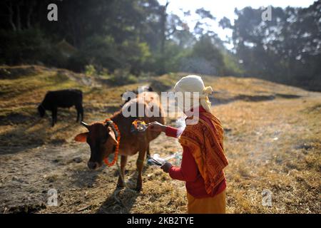 A Young Nepalese hindu priest offering ritual prayer towards a cow during Tihar or Deepawali and Diwali celebrations at Kathmandu, Nepal on Wednesday, November 07, 2018. Tihar is a hindu festival celebrated in Nepal for 5 days. Cows are considered to be the incarnation of the Hindu god of wealth, Lord Laxmi. Nepalese devotees decorate the cows with marigold flower garlands and colored powders and offer the cows fresh fruits and vegetables. (Photo by Narayan Maharjan/NurPhoto) Stock Photo