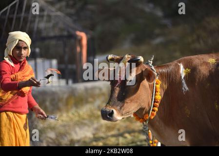 A Young Nepalese hindu priest offering ritual prayer towards a cow during Tihar or Deepawali and Diwali celebrations at Kathmandu, Nepal on Wednesday, November 07, 2018. Tihar is a hindu festival celebrated in Nepal for 5 days. Cows are considered to be the incarnation of the Hindu god of wealth, Lord Laxmi. Nepalese devotees decorate the cows with marigold flower garlands and colored powders and offer the cows fresh fruits and vegetables. (Photo by Narayan Maharjan/NurPhoto) Stock Photo