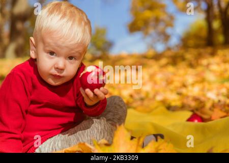 a little boy in a red sweater sits in the leaves and eats an apple against the background of yellow autumn trees. Stock Photo