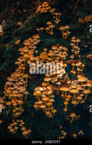 A cluster of fungi growing on a moss-covered trunk (Poland, Kashubia) Stock Photo