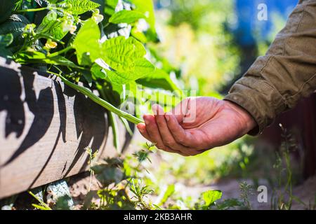 Farmer's hand touches agricultural crops close up. Growing vegetables in the garden. Harvest care and maintenance. Environmentally friendly products Stock Photo
