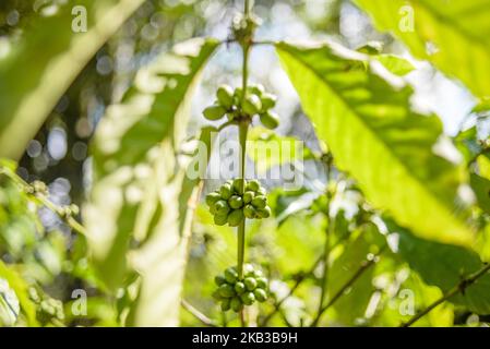 Kopi luwak farm and plantation in Ubud District, Bali, Indonesia, on November 20, 2018. Kopi luwak is coffee that includes part-digested coffee cherries eaten and defecated by the Asian palm civet. Kopi luwak has been called one of the most expensive coffees in the world. (Photo by Oleksandr Rupeta/NurPhoto) Stock Photo