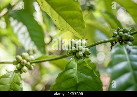 Kopi luwak farm and plantation in Ubud District, Bali, Indonesia, on November 20, 2018. Kopi luwak is coffee that includes part-digested coffee cherries eaten and defecated by the Asian palm civet. Kopi luwak has been called one of the most expensive coffees in the world. (Photo by Oleksandr Rupeta/NurPhoto) Stock Photo