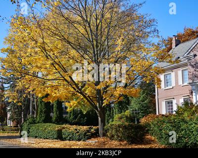 Residential street with leaves on maple tree turning to brilliant golden yellow Stock Photo