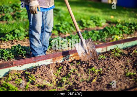 The farmer digs the soil in the vegetable garden. Preparing the soil for planting vegetables. Gardening concept. Agricultural work on the plantation Stock Photo