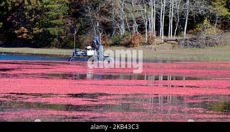 Cranberry Harvest in West Yarmouth, Massachusetts (USA) on Cape Cod. Stock Photo