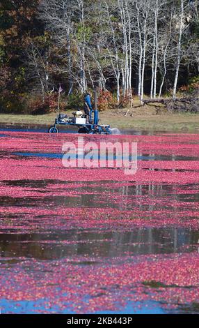 Cranberry Harvest in West Yarmouth, Massachusetts (USA) on Cape Cod. Stock Photo