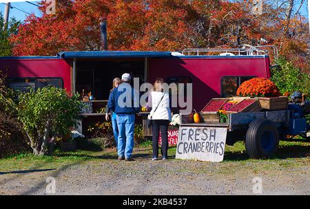 Cranberry Harvest in West Yarmouth, Massachusetts (USA) on Cape Cod.  A farm stand next to a cranberry bog with product for sale Stock Photo