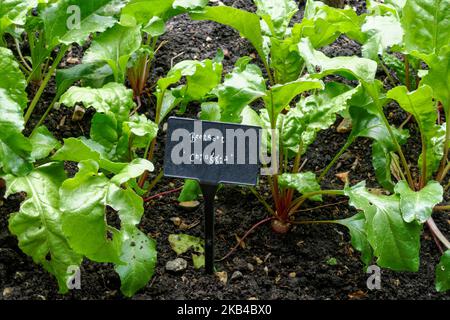Traditional Italian beetroot Chioggia planted in a soil Stock Photo