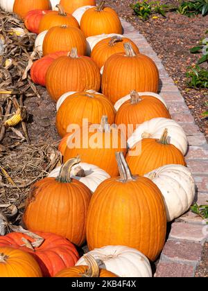 Autumn decoration with white and orange pumpkins along the wine road in Alsace, France Stock Photo