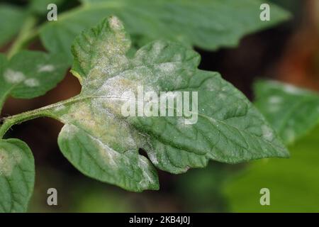 Fungal disease powdery mildew on a tomato leaf. White plaque on leaves. Close up. Stock Photo