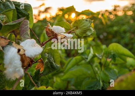 Cotton field in israel, ready for harvesting, on front of sunset Stock Photo