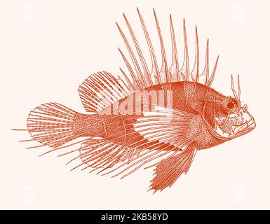 Red sea lionfish pterois cincta, venomous coral reef fish in side view Stock Vector