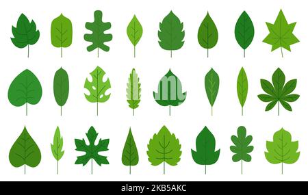 Green leaf flat floral icon set. Eco nature organic leaves of oak birch maple, tropical monstera, poplar ash aspen chestnut tea sprout isolated on white. Forest plant foliage herbal deciduous tree Stock Vector