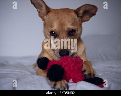 A cute shy brown mixed-breed dog showing her puppy eyes while playing with a red stuffed toy isolated on a white background. Concept of dog's feelings Stock Photo