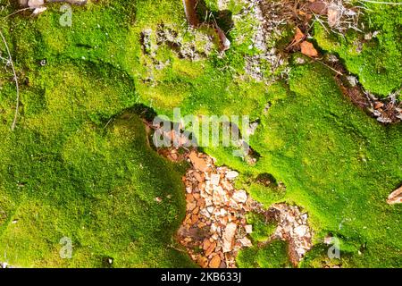 Beautiful Bright Green moss grown up cover the rough stones and on the floor in the forest. Show with macro view. Rocks full of the moss texture in na Stock Photo