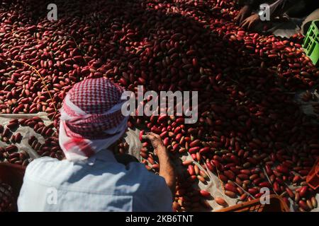 Palestinians sort freshly harvested dates in Deir al-Balah in the central Gaza Strip September 24, 2019. (Photo by Majdi Fathi/NurPhoto) Stock Photo