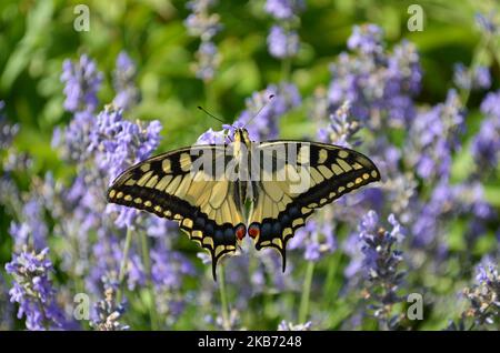 Papilio machaon or Old World swallowtail butterfly in natural habitat. It is considered rare and endangered, protected in some European countries. Stock Photo