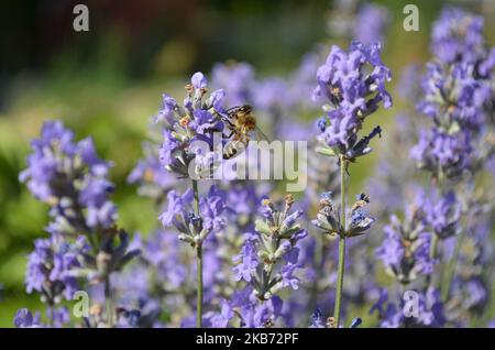 Honey bee pollinates garden lavender flowers on a summer day. Stock Photo