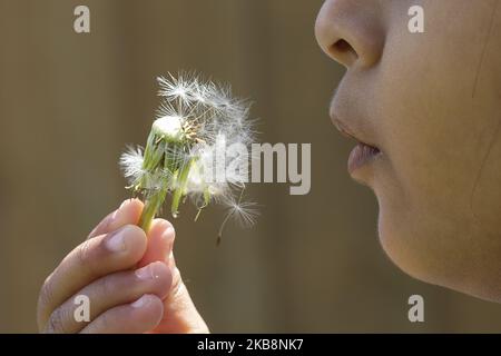 A three-year-old girl Minudi Menulya blows on a Dandelion clock inÂ Lincoln, New Zealand on October 20, 2019. Dandelion is a very common perennial broadleaf weed foundÂ throughout the world and in New Zealand. (Photo by Sanka Vidanagama/NurPhoto) Stock Photo