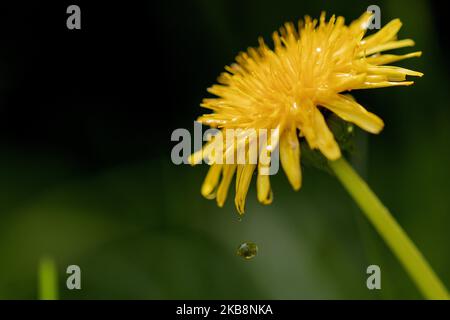 A droplet of water drips from a Dandelion flowerÂ in a garden in Lincoln, New Zealand on October 20, 2019. Dandelion is a very common perennial broadleaf weed foundÂ throughout the world and in New Zealand. (Photo by Sanka Vidanagama/NurPhoto) Stock Photo