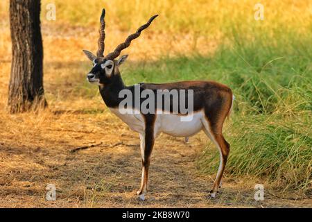 Ratangarh hi-res stock photography and images - Alamy