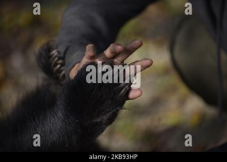 Sneha Shrestha founder of Sneha's Care playing with a rescued one year old Sloth Bear in her shelter at Lalitpur, Nepal on Thursday, October 24, 2019. A sloth Bear is rescued from Siraha District by the animal welfare organization Sneha's Care. (Photo by Narayan Maharjan/NurPhoto) Stock Photo