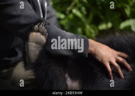 Sneha Shrestha founder of Sneha's Care playing with a rescued one year old Sloth Bear in her shelter at Lalitpur, Nepal on Thursday, October 24, 2019. A sloth Bear is rescued from Siraha District by the animal welfare organization Sneha's Care. (Photo by Narayan Maharjan/NurPhoto) Stock Photo