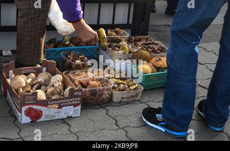 A local mushrooms seller with baskets of Parasol mushroom (Macrolepiota procera), saffron milk cap and red pine (Lactarius deliciosus), honey fungus (Armillaria mellea), Bay bolete (Imleria badia), Penny Buns, Boletus, Suillus and other mushrooms, seen on a Green Market in Rzeszow. In Poland, autumn is for mushrooms, and each year, from September to November, mushroom picking becomes a national hobby. Extremely abundant mushroom outbreak this year caused that Podkarpackie forests have been visited by mushroom pickers from Romania in recent weeks. On Wednesday, October 30, 2019, in Rzeszow, Pol Stock Photo