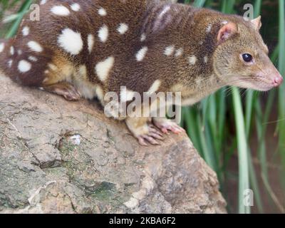 Slightly willowy Spotted-tailed Quoll in natural beauty. Stock Photo