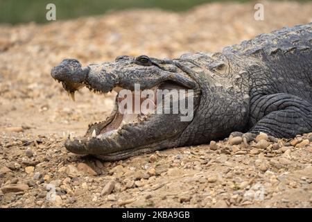 Crocodiles rock - The Mum Blog