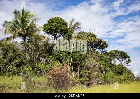 Awala-Yalimapo, France, July 6, 2019. The vegetation of the Amazonian forest on the coast. (Photo by Emeric Fohlen/NurPhoto) Stock Photo