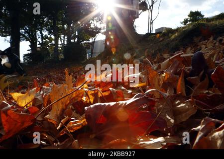 Coloured leaves are seen at Shrine on November 20, 2019 in Tokyo, Japan. Autumn colours begin to show on trees in Tokyo, Japan. The Japanese ancient capital, surrounded by colored leaves in autumn, attracts millions of tourists every year. (Photo by Hitoshi Yamada/NurPhoto) Stock Photo