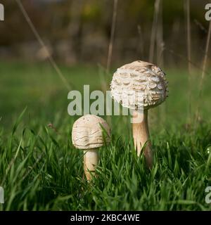 two young Shaggy parasol, Chlorophyllum rhacodes, on a green meadow in autumn Stock Photo