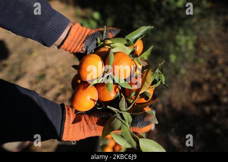 A Palestinian farmer harvests citrus fruits at a farm in Beit Hanoun, northern Gaza Strip.on December 5, 2019. (Photo by Majdi Fathi/NurPhoto) Stock Photo