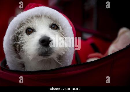 A dog dressed in a Christmas costume is seen during the Tokyo Great Santa Run 2019 in Tokyo, Japan, 22 December 2019. People took part in the charity run event held in Tokyo where part of the participation fee goes into Christmas presents for children who have been hospitalized. (Photo by Alessandro Di Ciommo/NurPhoto) Stock Photo