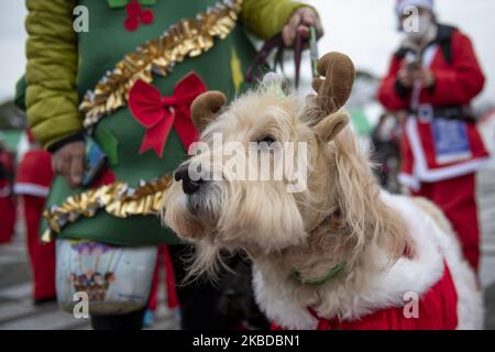 A dog dressed in a Christmas costume is seen during the Tokyo Great Santa Run 2019 in Tokyo, Japan, 22 December 2019. People took part in the charity run event held in Tokyo where part of the participation fee goes into Christmas presents for children who have been hospitalized. (Photo by Alessandro Di Ciommo/NurPhoto) Stock Photo