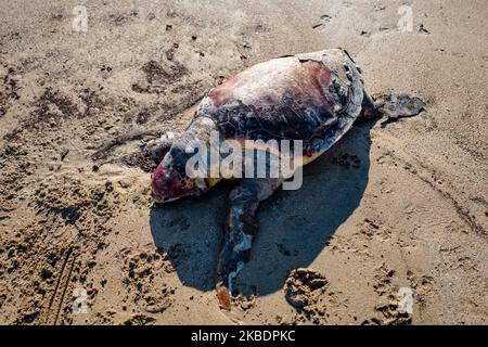 Sea turtle of the caretta caretta species beached on the Molfettese coast, at Cala Sant'Andrea on 3 January 2020 (Photo by Davide Pischettola/NurPhoto)